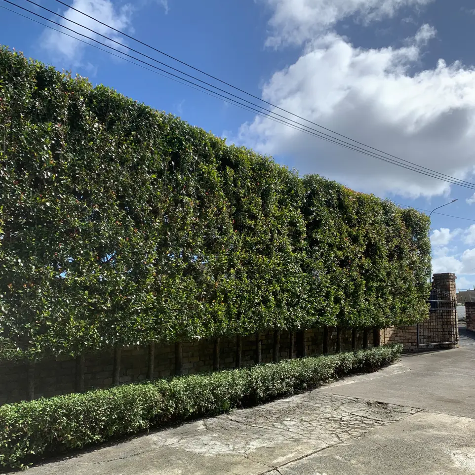 Neighbourhood Upkeeper Remuera garden