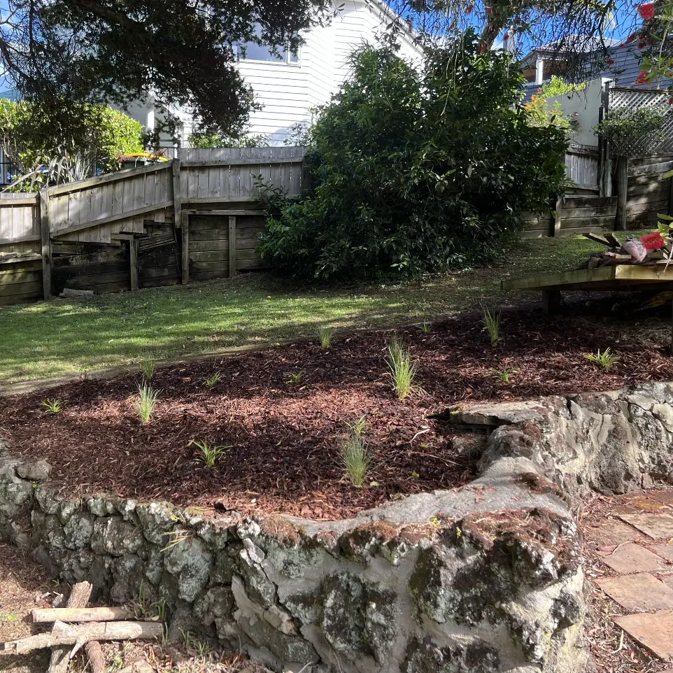 Neighbourhood Upkeeper St Heliers native garden