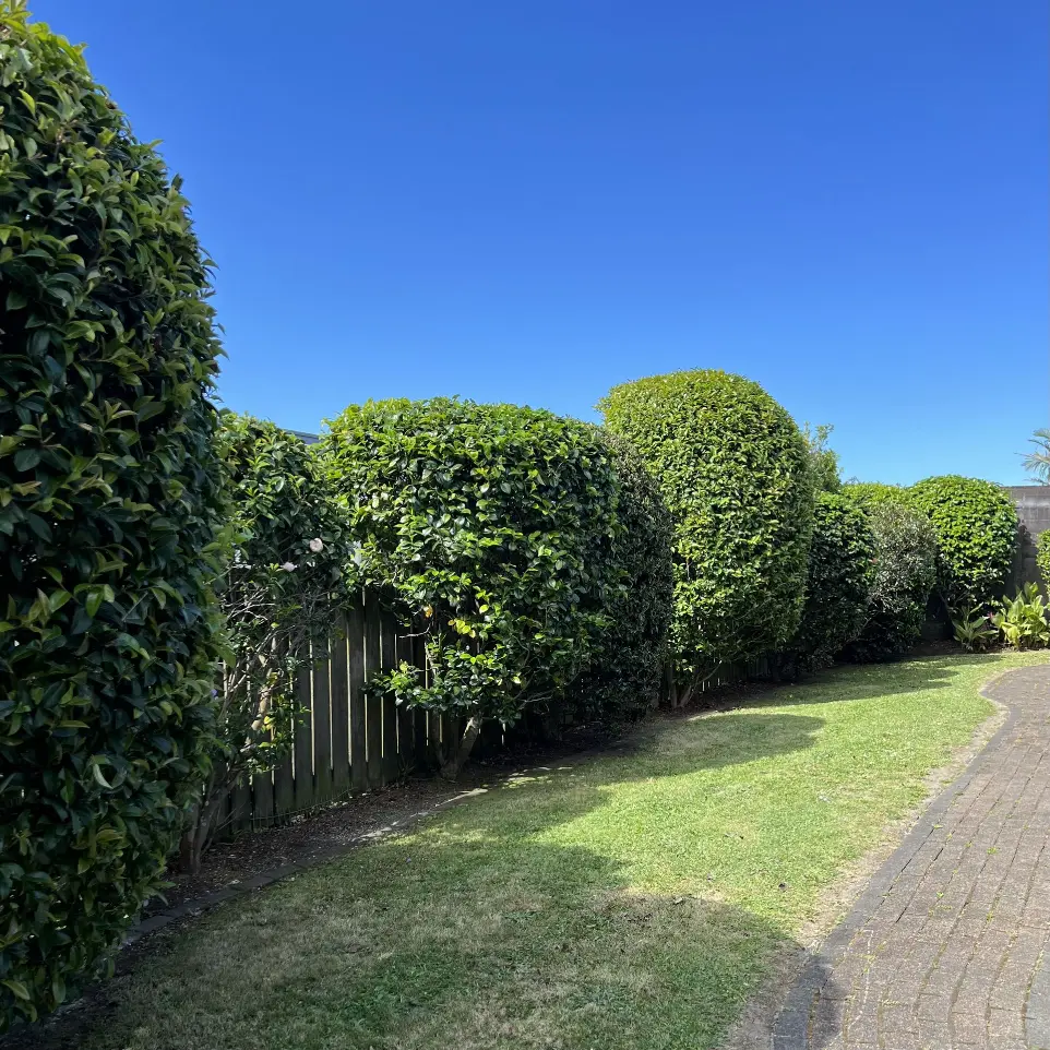 Gardening services Blockhouse Bay garden