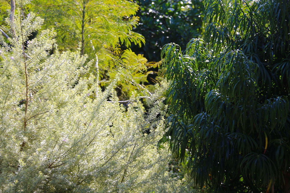 Kohimarama garden