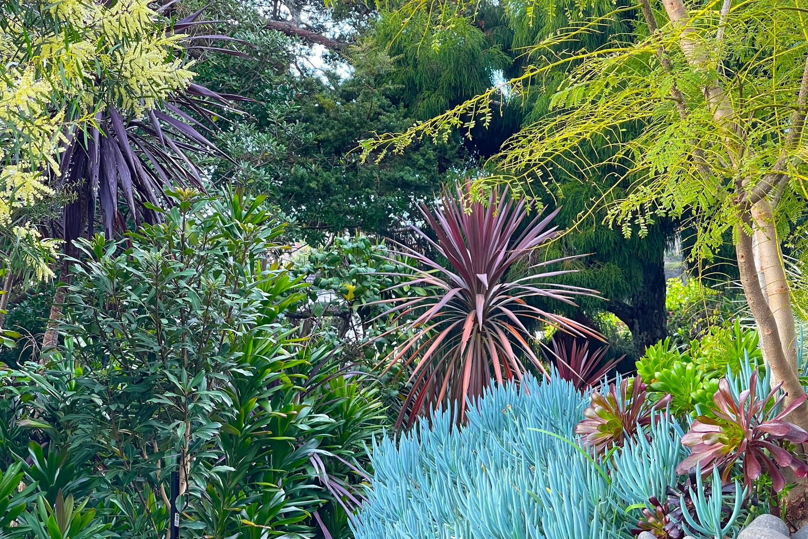 Kohimarama garden